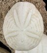 Fossil Sea Urchins (Eupatagus) Composite Sculpture - Florida #50984-3